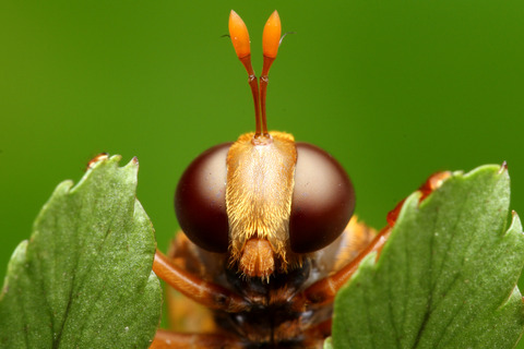 ���ӥʥ������ʥ�����������餹���ꥹ����