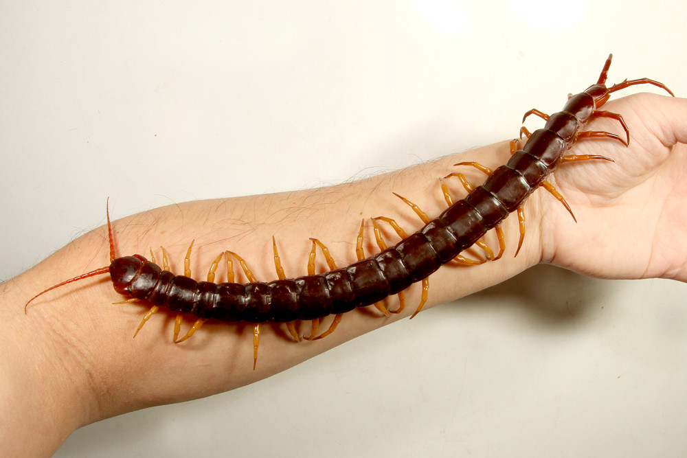 ムカデはハンドリングできるのか ありんこ日記 Antroom