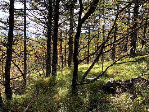 雲の上でアリ探し
