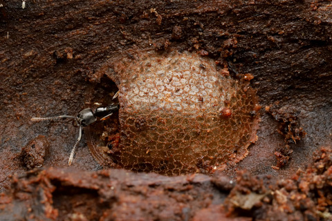 新種のアリスアブ