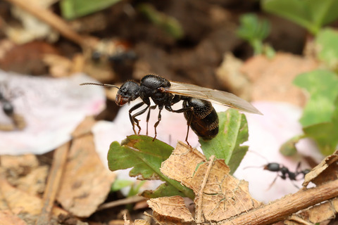 クロナガアリの結婚飛行