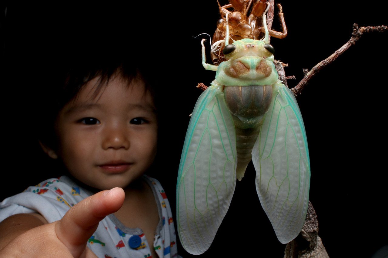 室内でセミの羽化観察 ありんこ日記 Antroom