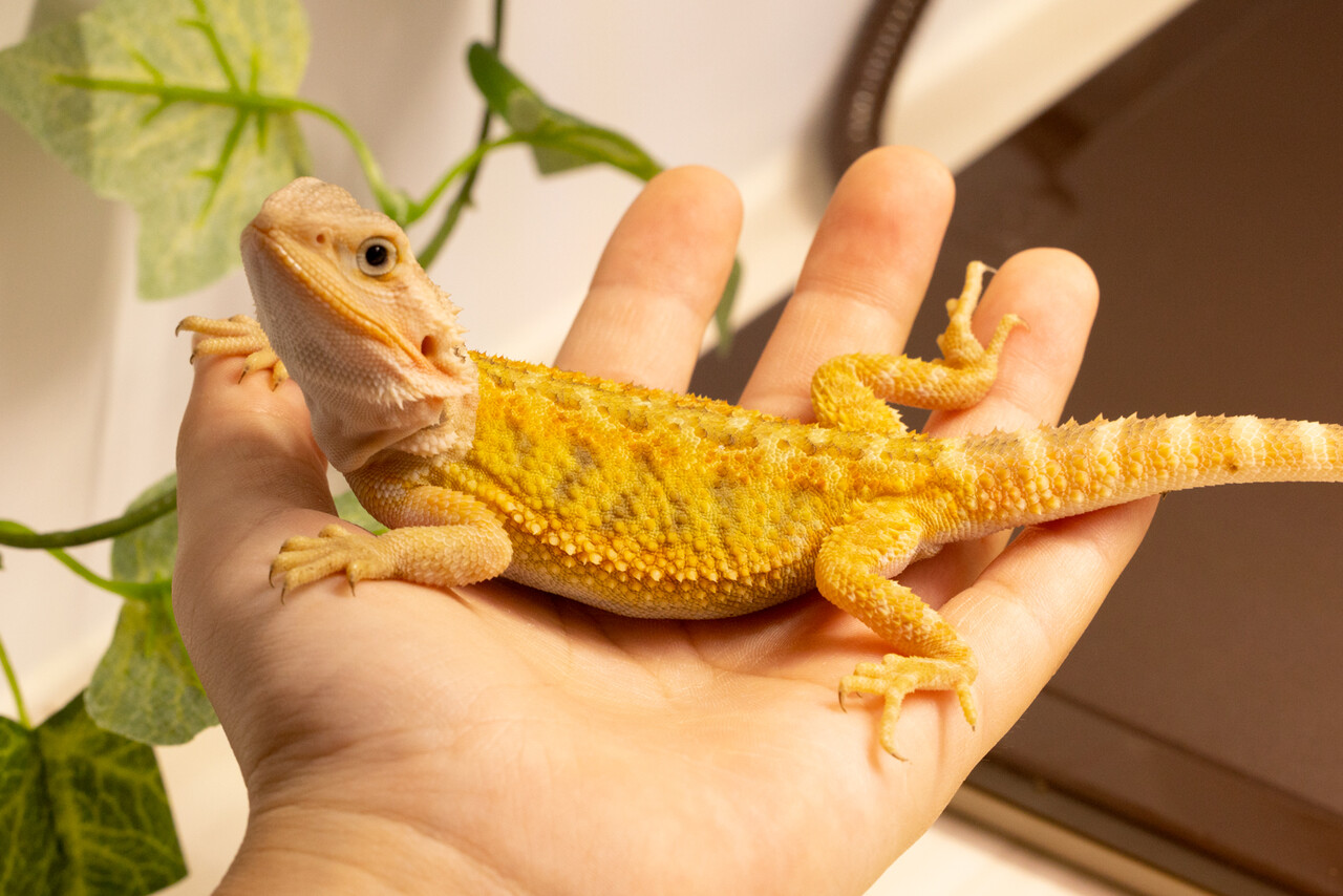 フトアゴ ヒゲ トカゲ 飼育