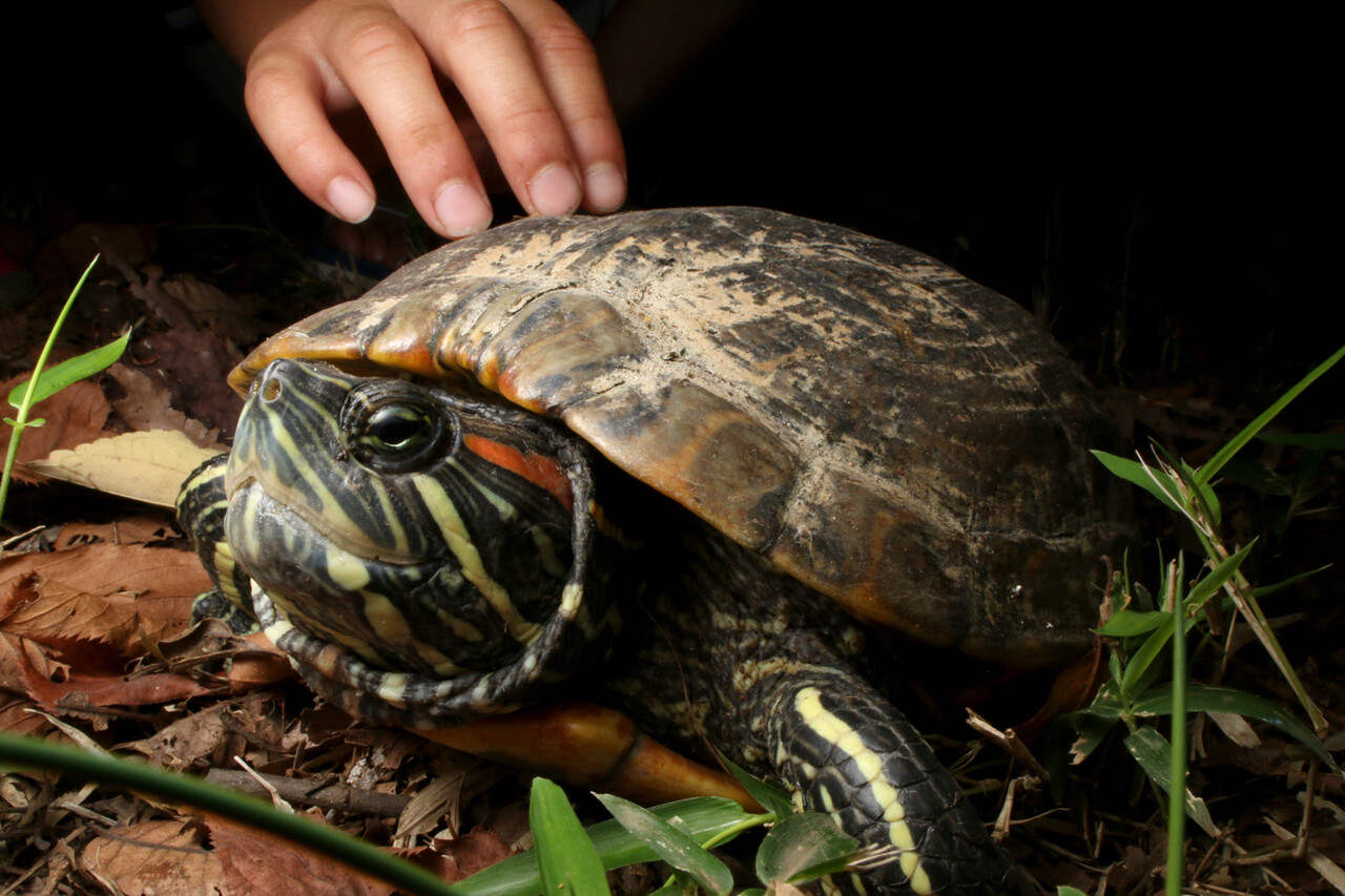 上陸した巨大ミドリガメ ありんこ日記 Antroom