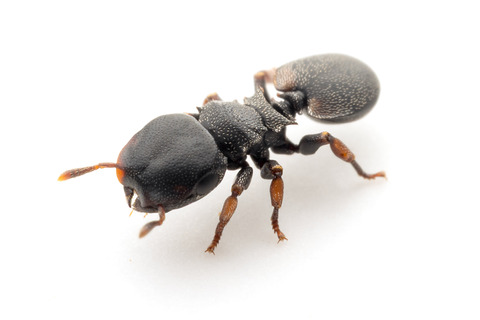 �ʥ٥֥����� Cephalotes minutus