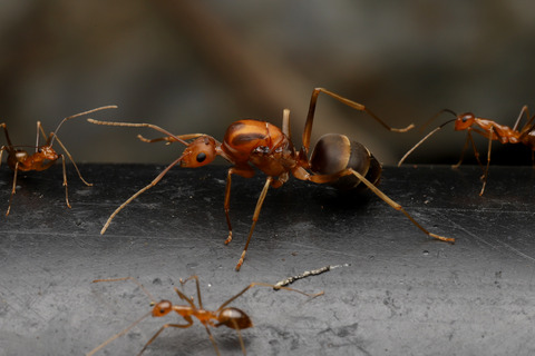 アシナガキアリの引っ越し行列