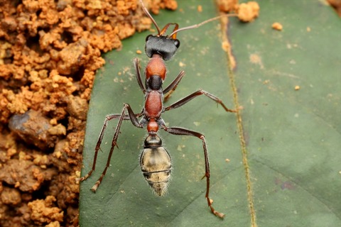 熱帯雨林のキバハリアリ Myrmecia nigrocincta