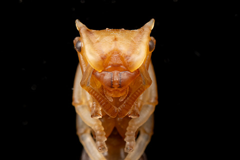 �ʥ٥֥����� Cephalotes atratus