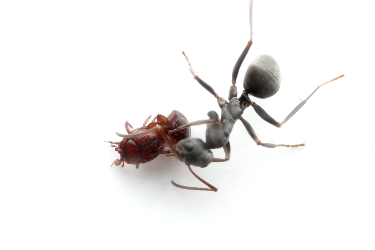 アリの巣で暮らすアカアリヅカエンマムシ : ありんこ日記 AntRoom