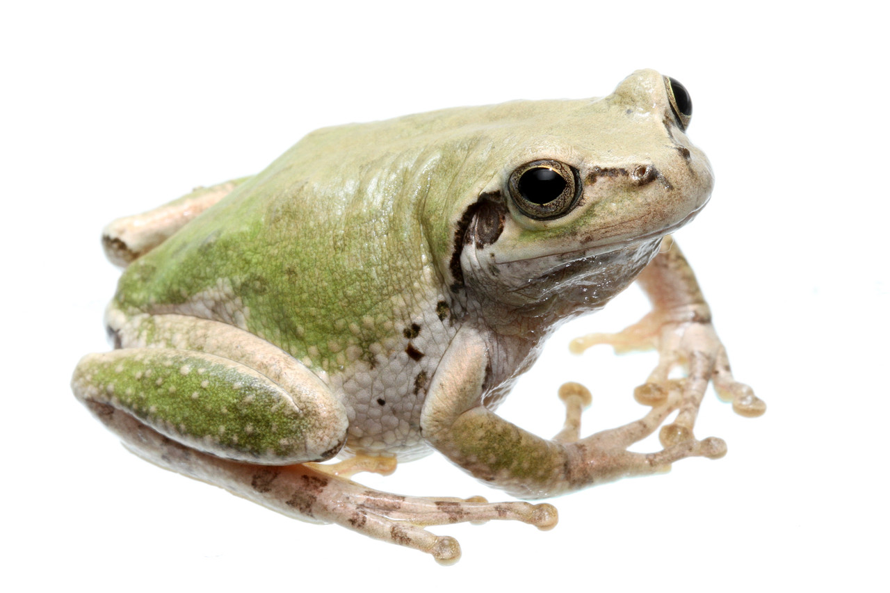 珍しいニホンアマガエル発見 ありんこ日記 Antroom