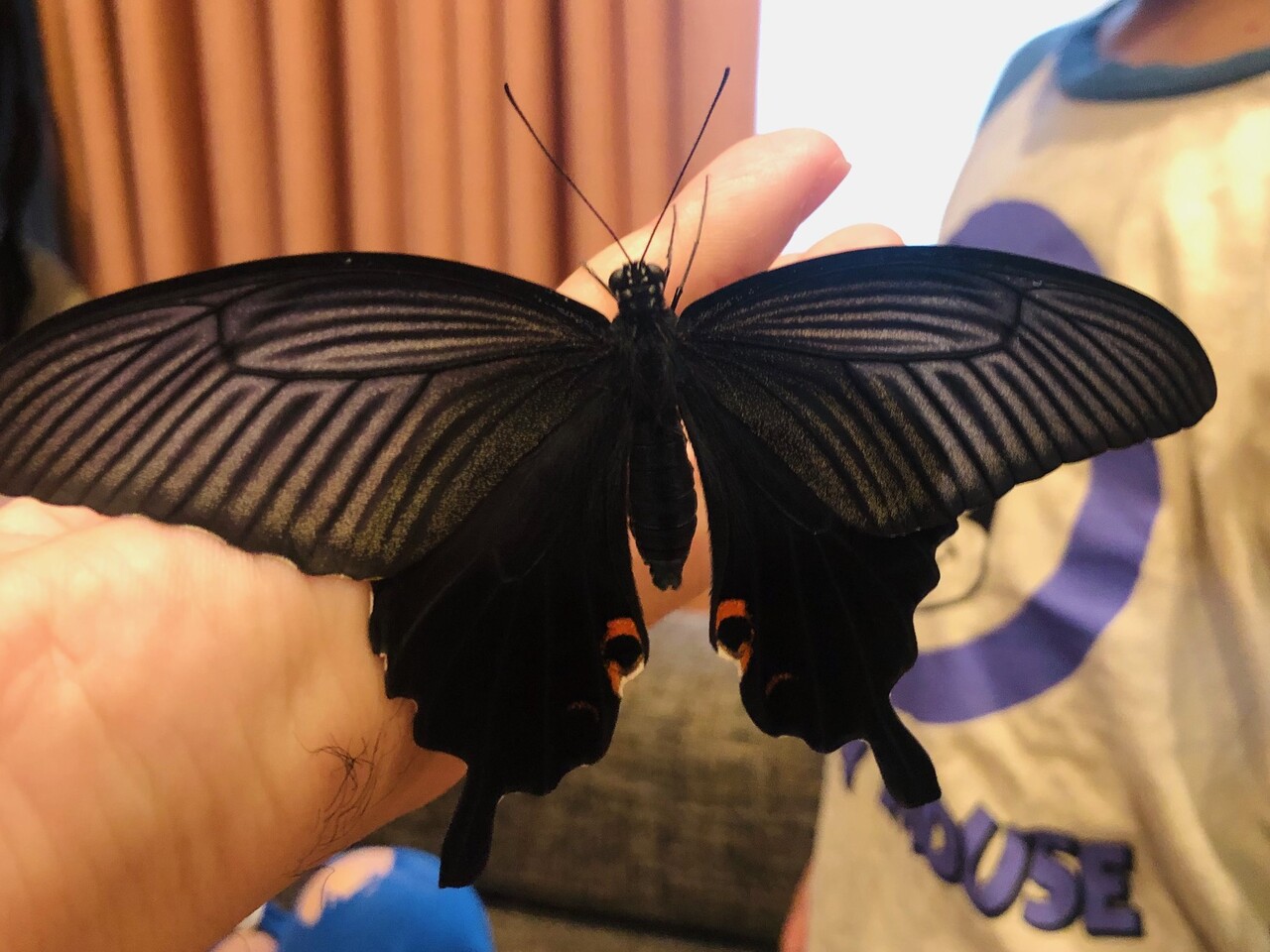 クロアゲハの羽化 ありんこ日記 Antroom