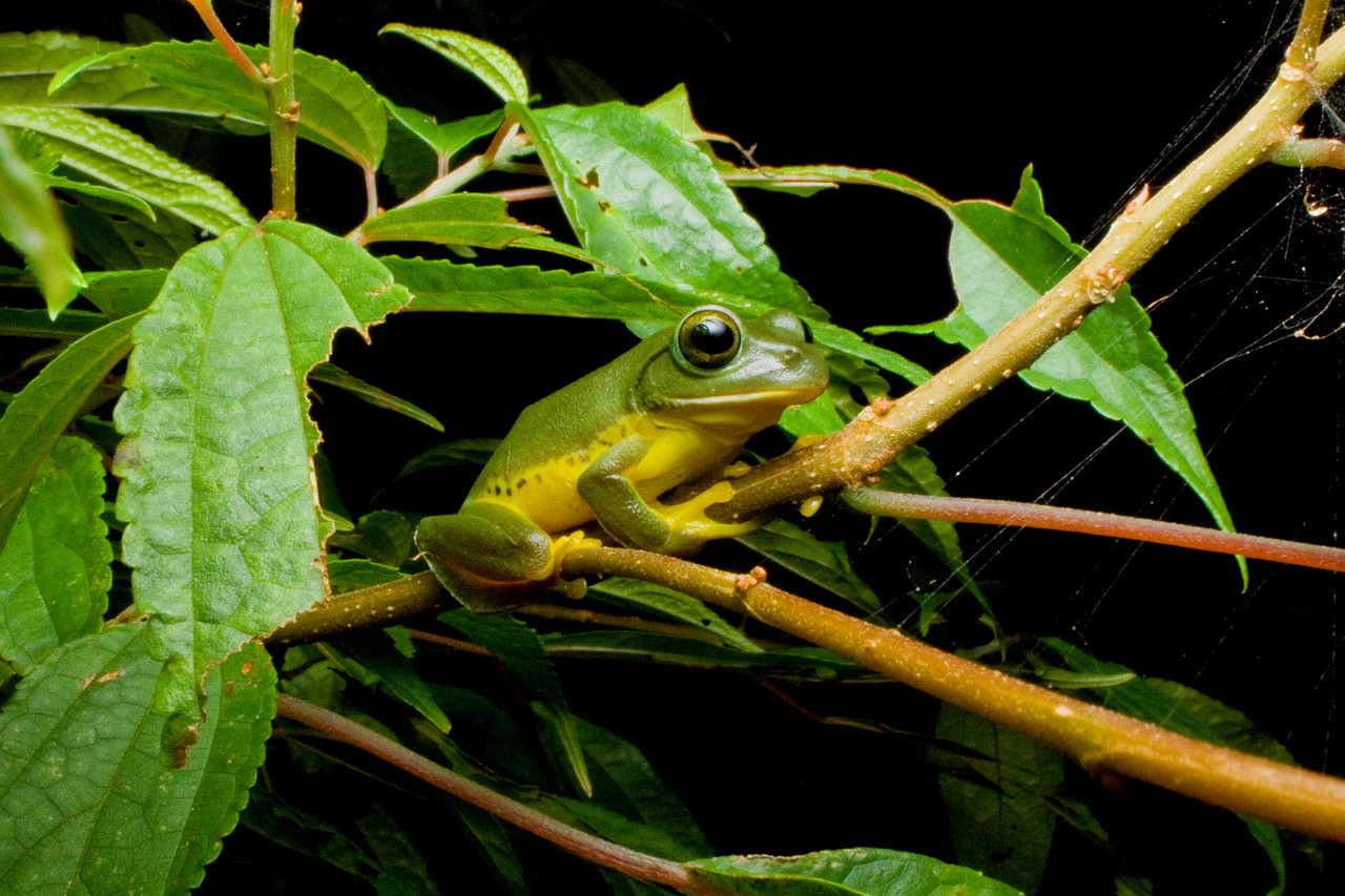 ありんこ日記 Antroom