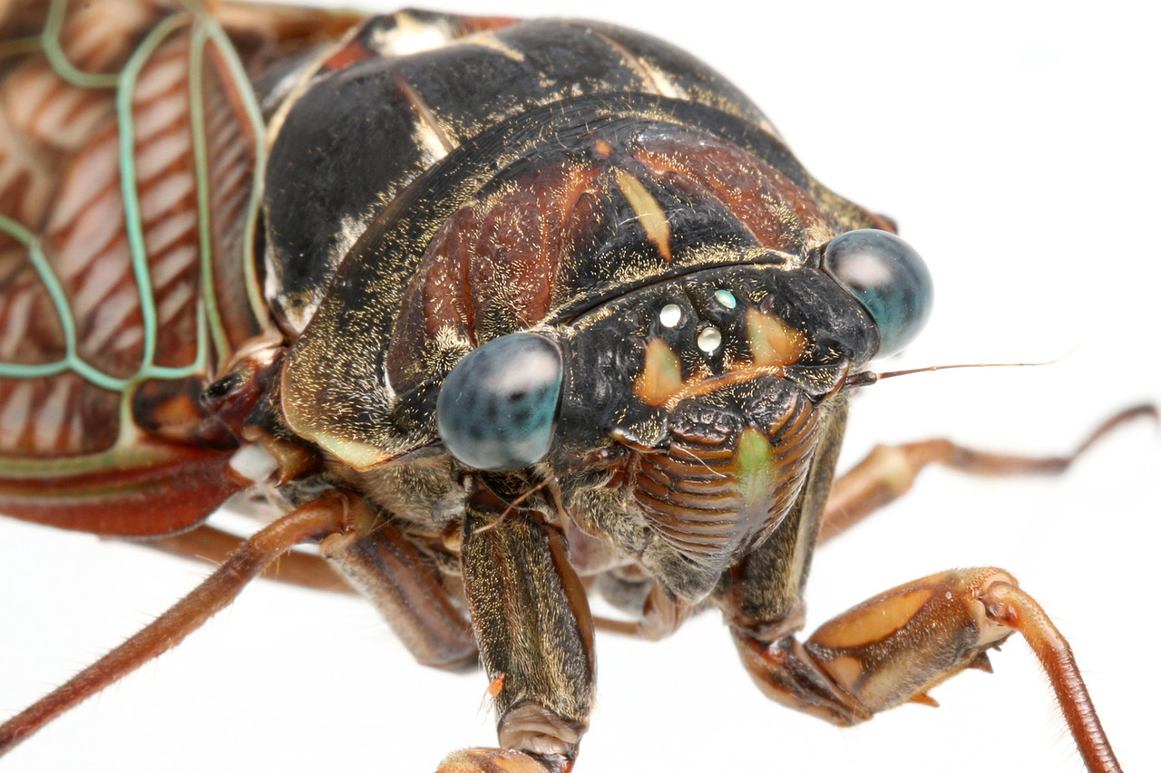 青い眼のアブラゼミ ありんこ日記 Antroom