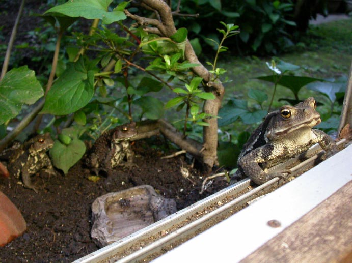 ヒキガエルは可愛い ありんこ日記 Antroom