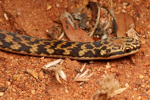 オーストラリア 乾燥地帯の生き物