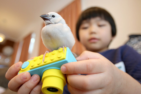 カメラが気になる文鳥
