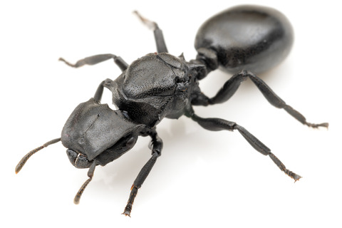 �ʥ٥֥����� Cephalotes atratus
