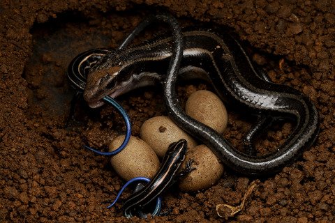 ニホントカゲの子育て