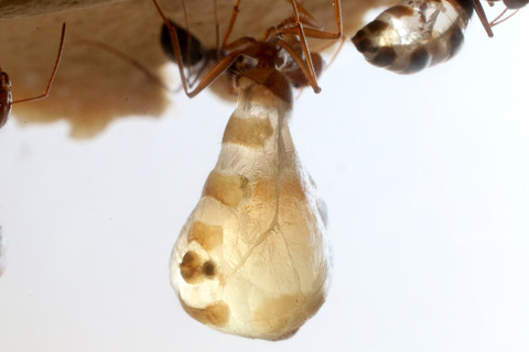 �ߥĥĥܥ���