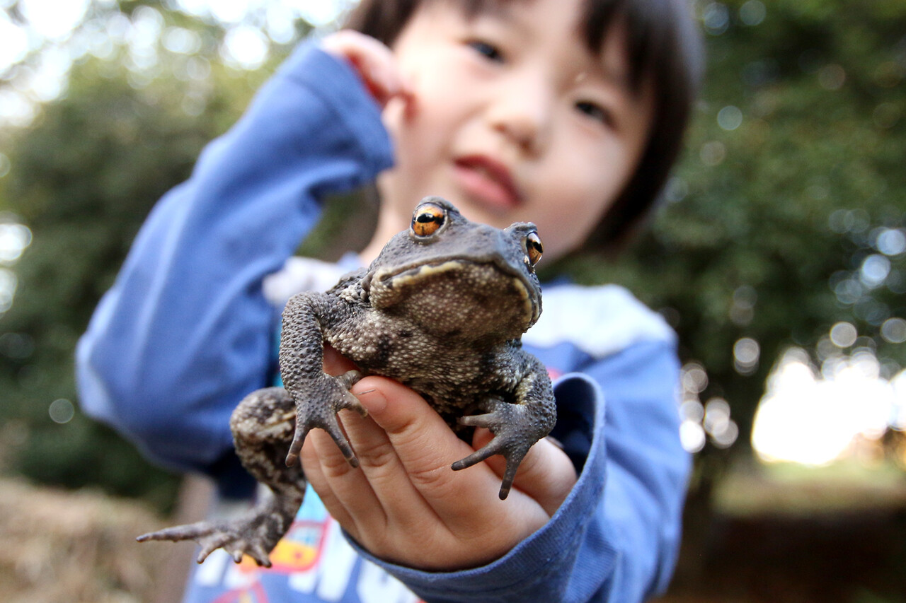 ありんこ日記 Antroom アリ以外の生き物 ありんこ日記 Antroom アリ以外の生き物