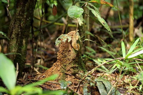 熱帯雨林のキバハリアリ Myrmecia nigrocincta