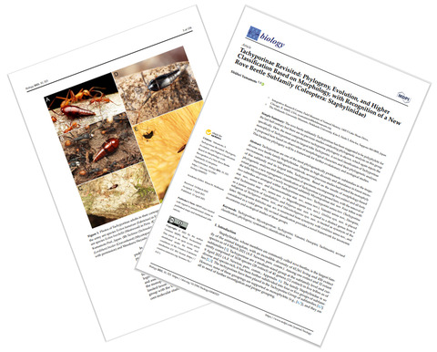 ハネカクシ論文