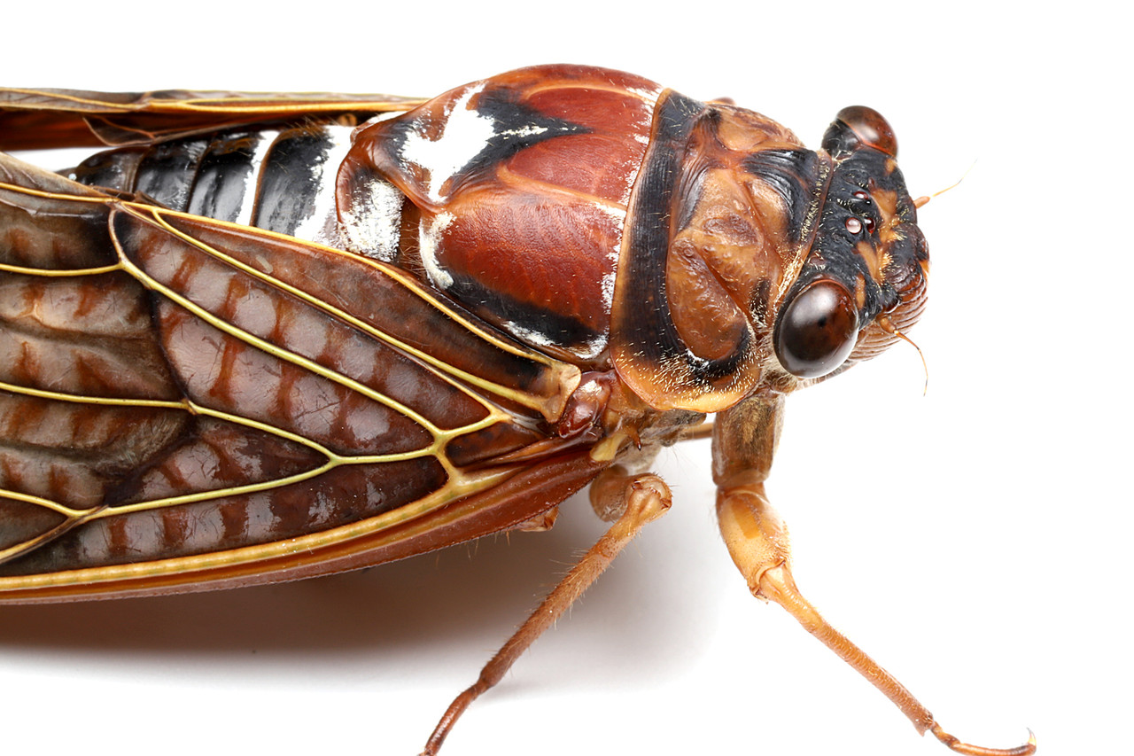 再び赤いアブラゼミ ありんこ日記 Antroom