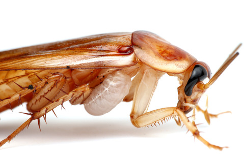 エメラルドゴキブリバチAmpulex compressa