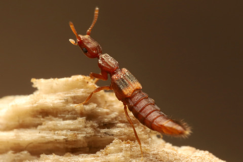 フチドリツヤケシハネカクシ