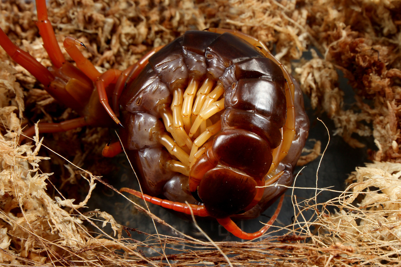 オオムカデ今年も産卵 ありんこ日記 Antroom