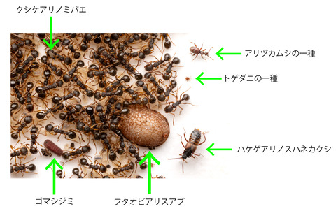 ���說��������ι���������