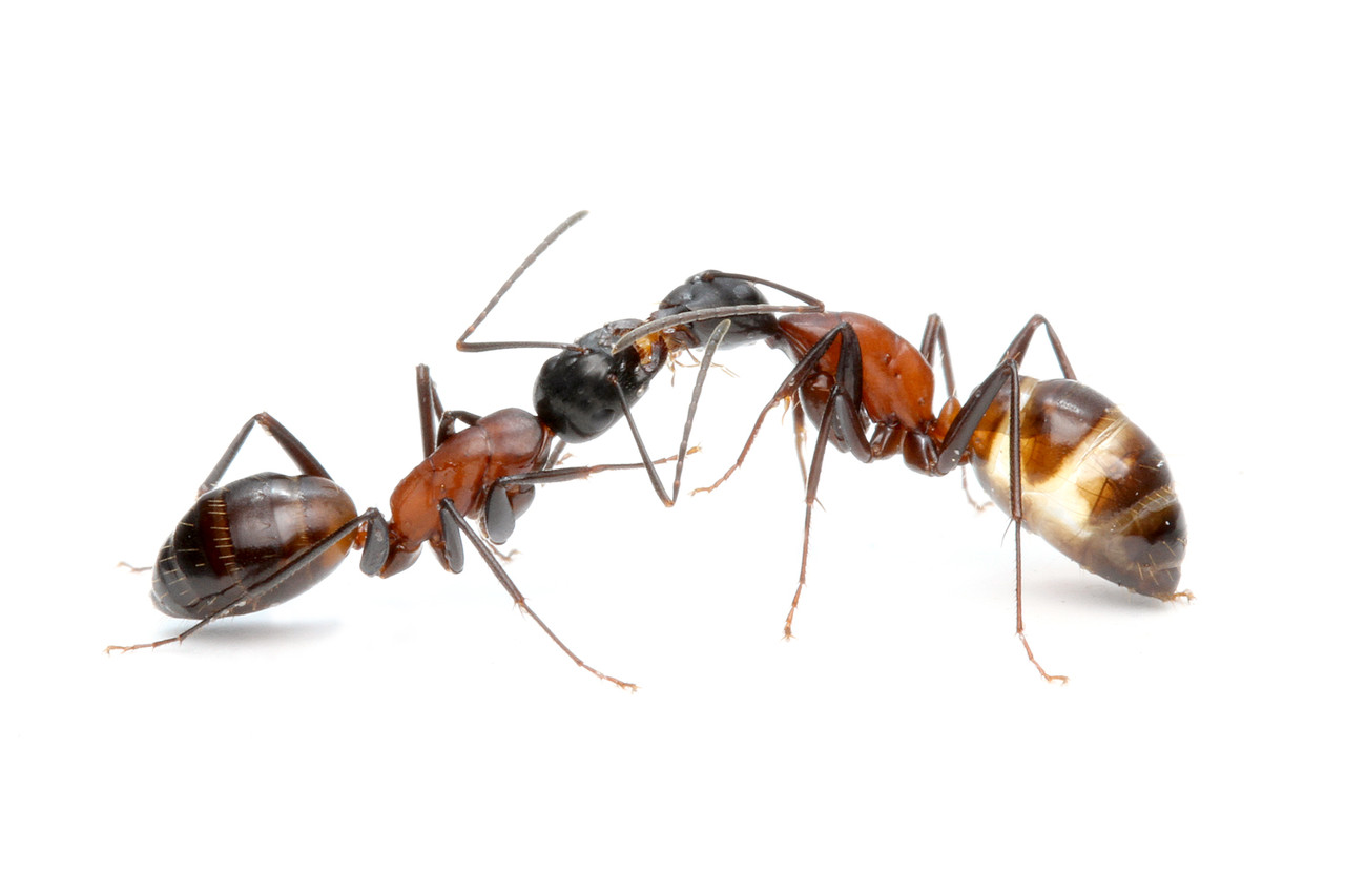 仲間にエサを分け与える口移し ありんこ日記 Antroom