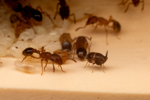 �������異�����餹�������ӥ���ť���������