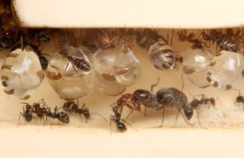 �ߥĥĥܥ���