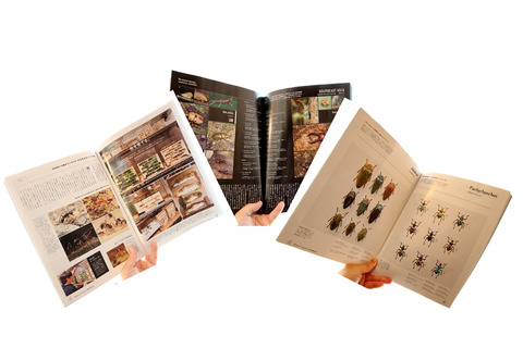 BRUTUS「珍奇昆虫」