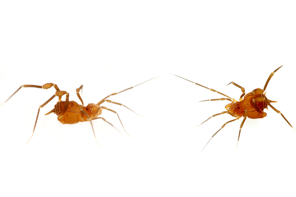 南米巨大ザトウムシmetagyndes Innata ありんこ日記 Antroom 南米巨大ザトウムシmetagyndes Innata ありんこ日記 Antroom