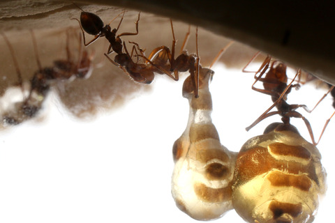 �ߥĥĥܥ���