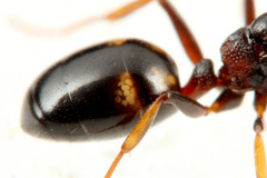 ���٥ꥢ��������