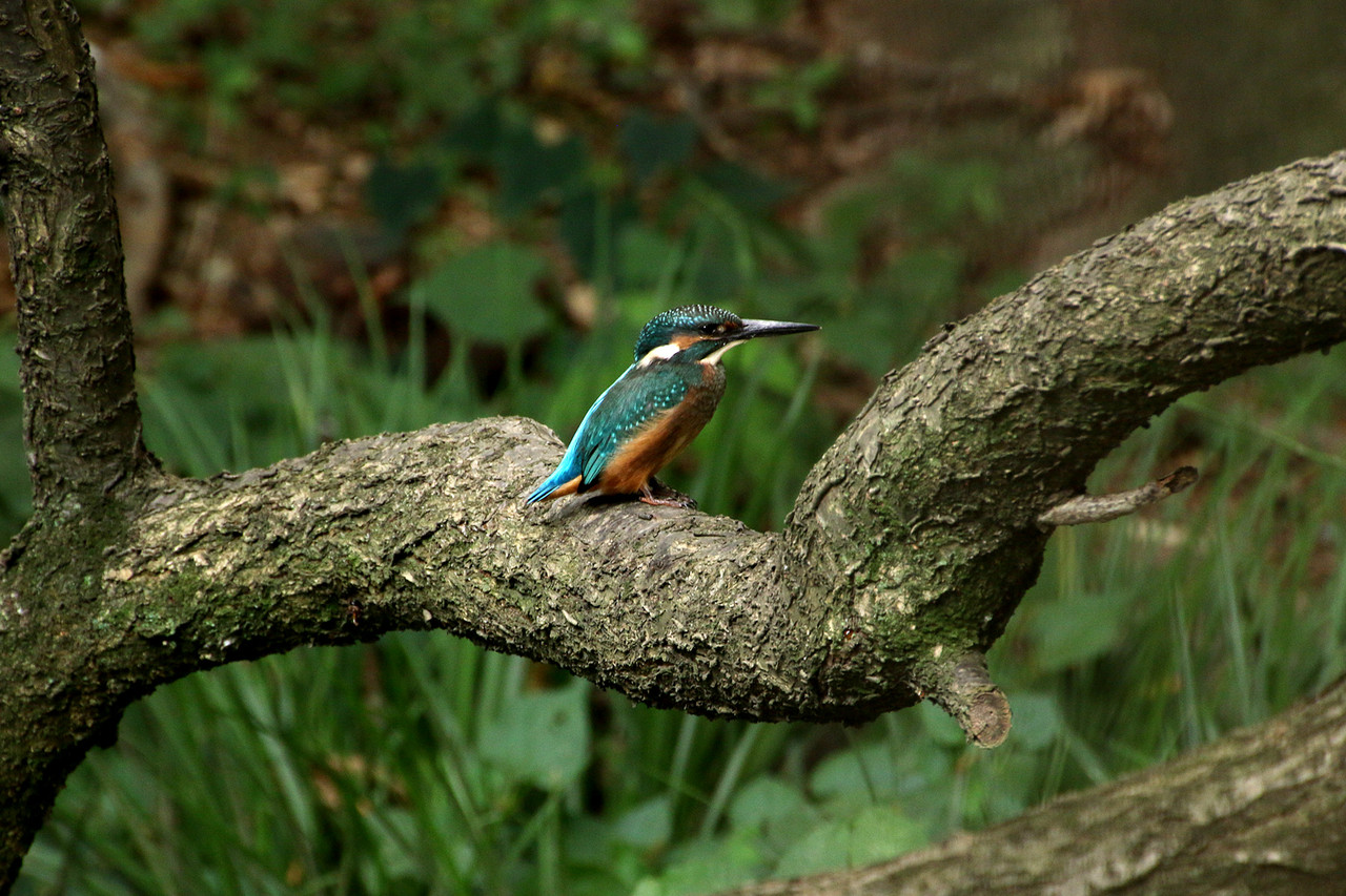 キレイなカワセミ ありんこ日記 Antroom