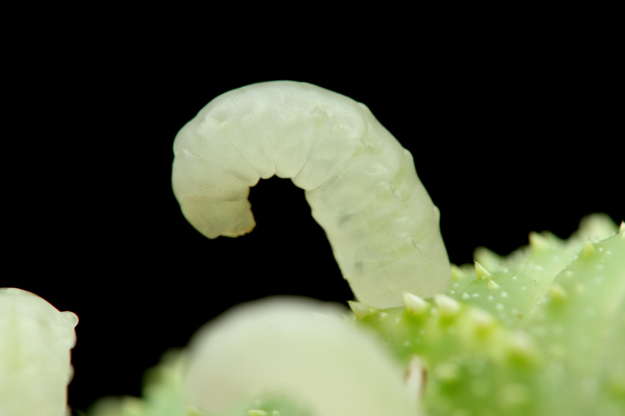 ヤドリバエに産卵されたスズメガから出てきたものは ありんこ日記 Antroom