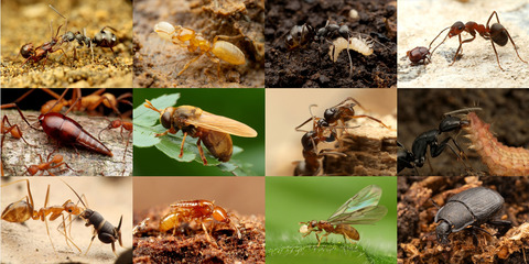 ��������ʪ