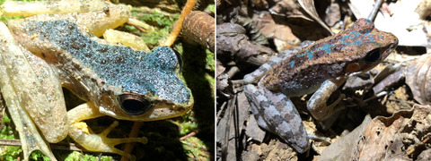 ハナサキガエル