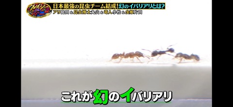 ���쥤�������㡼�ˡ� ������õ��ι (6)