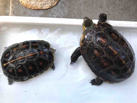 ���ޥ�ϥ�����
