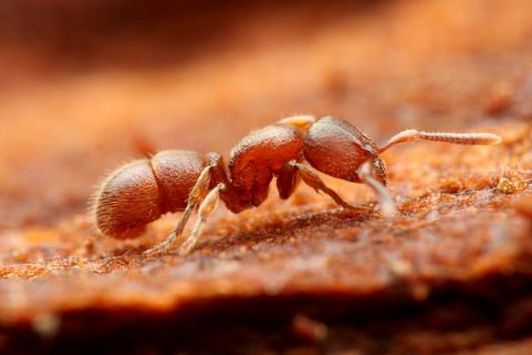 ヤマトカギバラアリ Proceratium japonicum