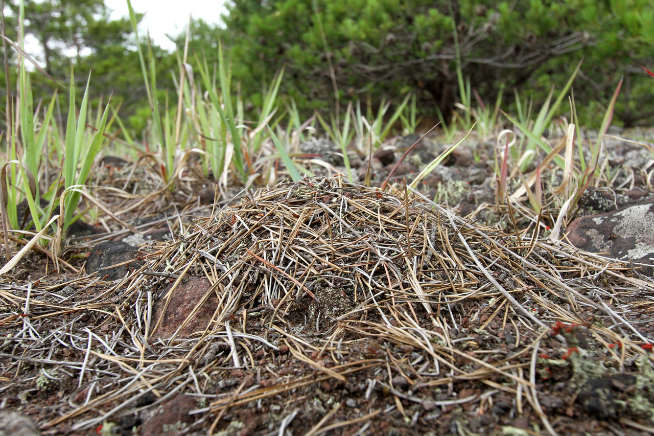 アリの巣で暮らすアカアリヅカエンマムシ ありんこ日記 Antroom