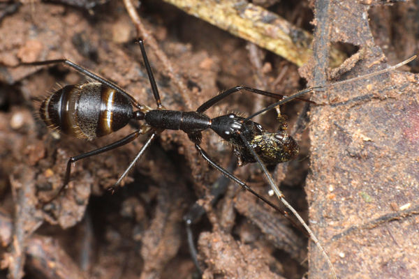 飛蝗最大級シタムラサキオオバッタ 昆虫標本 直翅類 カマキリ 昆虫標本