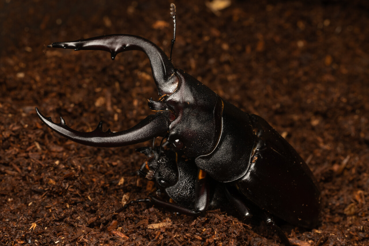 ヤエヤママルバネクワガタセット【規制前採集を含む】 ヤエヤママルバネクワガタセット・64㎜を含む【規制前採集を含む