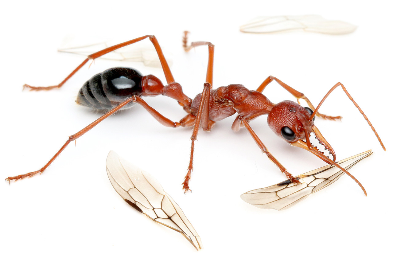 翅を抜いたブルドックアリの新女王 : ありんこ日記 AntRoom