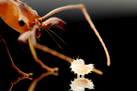 Odontomachus hastatus